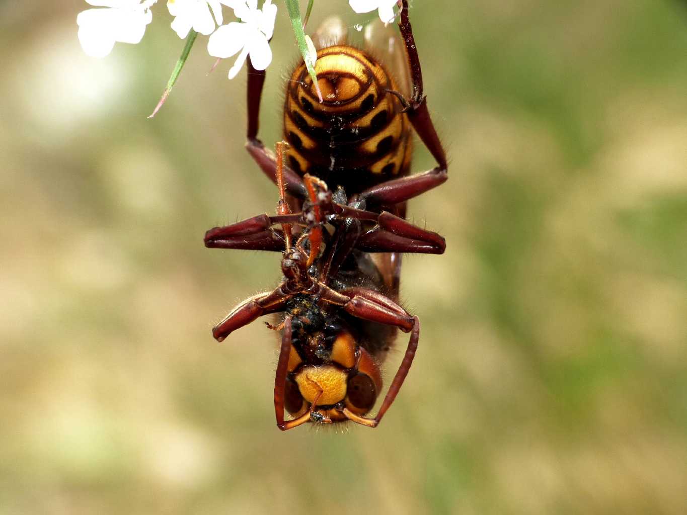 Vespa crabro preda Stenopterus rufus e ne fa una polpetta.